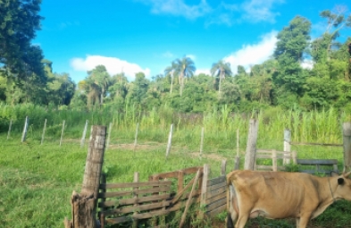 Sítio para venda em Avaré